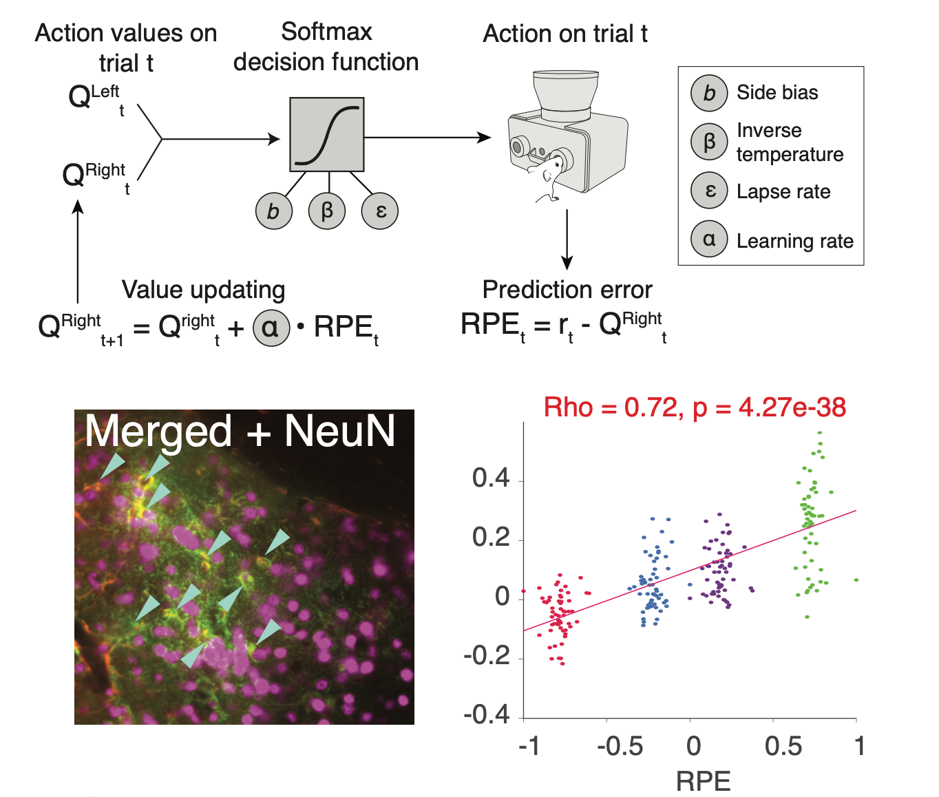 Reinforcement learning model, astrocyte histology, and reward prediction error correlation