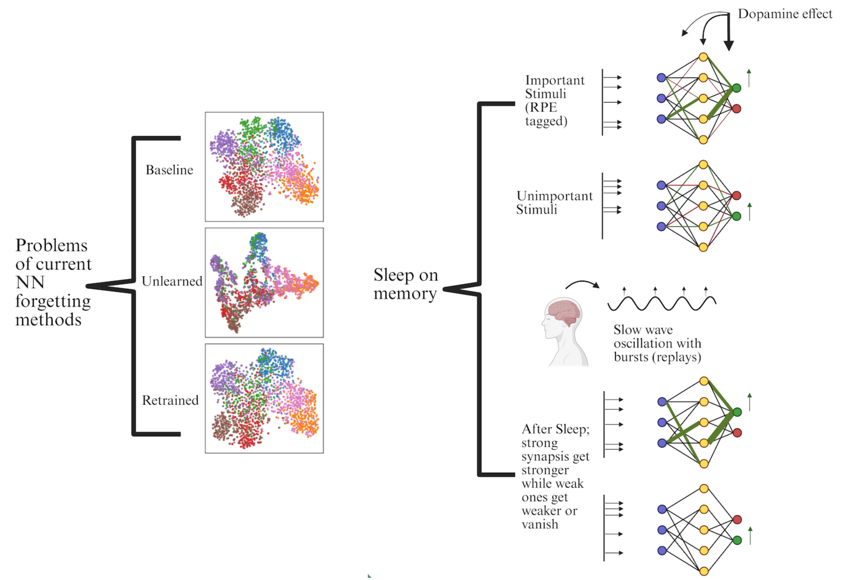 Limitations of current neural-network unlearning and a sleep-inspired memory reshaping model